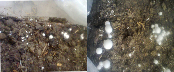 Button Mushroom