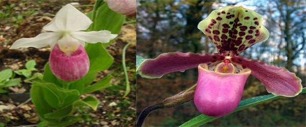 Cypripedium himalaicum Rolfe an Endangered Orchids