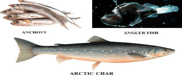 EDIBLE FISHES AND THEIR NUTRITIONAL VALUES