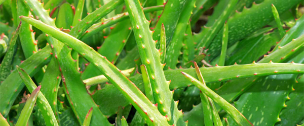MEDICINAL USES OF ALOE VERA