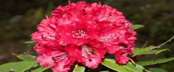 State Tree of Uttarakhand Burans(Rhododendron arboretum) UCBMSH