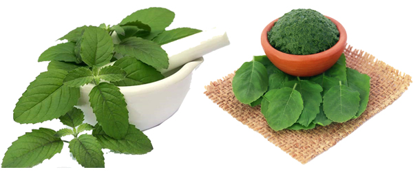TULSI- THE ELIXIR OF LIFE