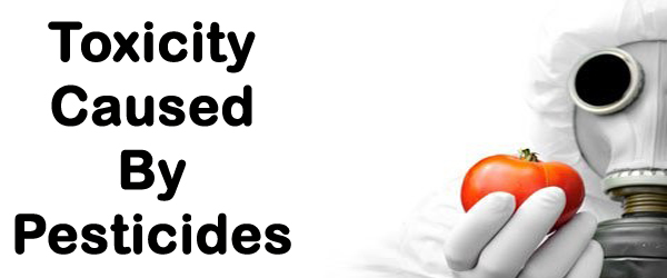 Toxicity Caused By Pesticides