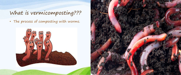 VERMICOMPOST - MAKING GARBAGE INTO GOLD
