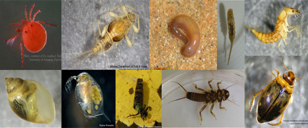 Benthic Macro Invertebrate As Biological IndicatorA