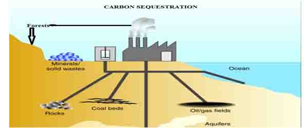 Carbon Sequestration Through Ecosystems