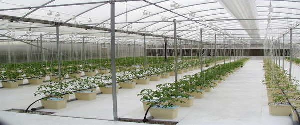 HYDROPONIC SOIL LESS CULTURE
