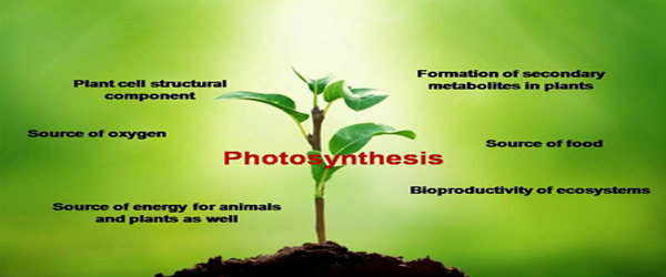 Photosynthesis The vital Process UCBMSH
