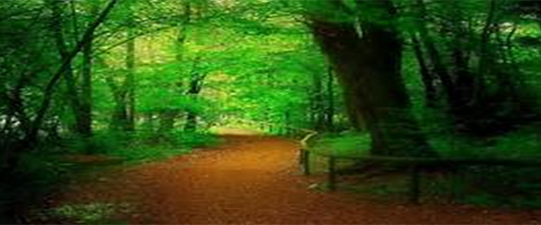 Aroma of the ForestIt’s Benefit on Human Health