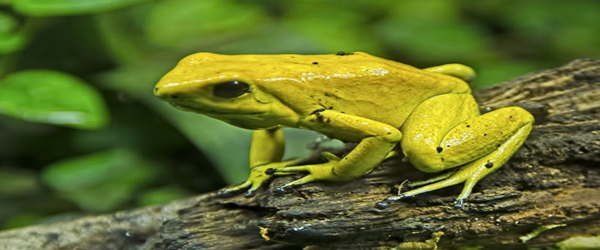 GOLDEN POISON ARROW FROG FROM COLUMBIA