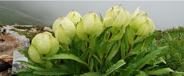 KING OF HIMALAYAN FLOWERS SAUSSUREA OBVULATA.PNG