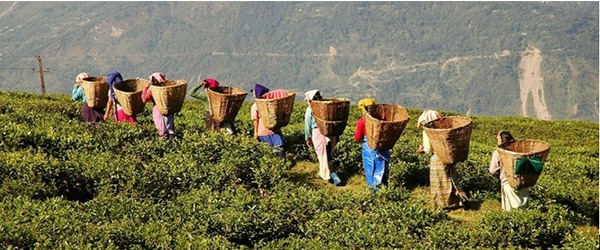 POWERFUL TOOL TO TRANSFORM AGRICULTURE - KRISHI VIGYAN KENDRA