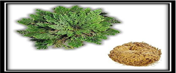 Resurrection Plants