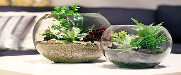 TERRARIUM- GIVING PLEASURE EFFECTS TO EYES