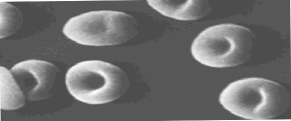 Artificial Blood