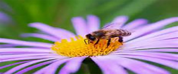 Conservation of Honey bee
