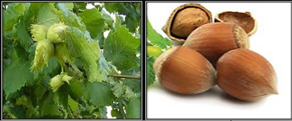 Corylus colurna a potential multi-use tree species