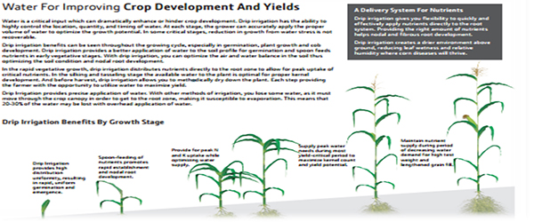 Drip Irrigation Save Water And Icrease Yield In Broccoli