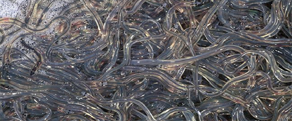GLASS EELS