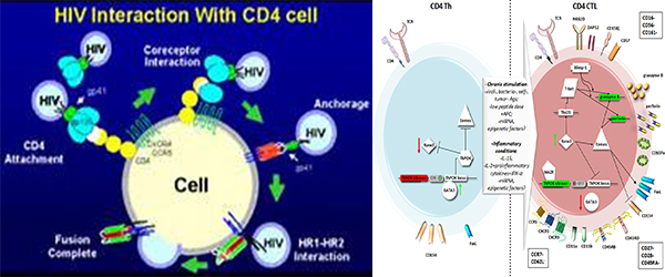 Immunological aspect of CD4+ cells