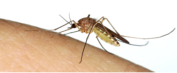 Mosquitoes seem to bite some people more