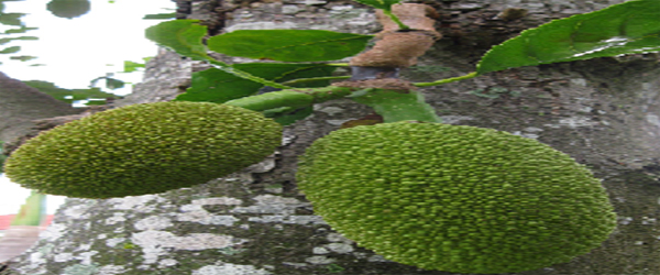 NEUTRACEUTICAL VALUES OF JACK FRUIT