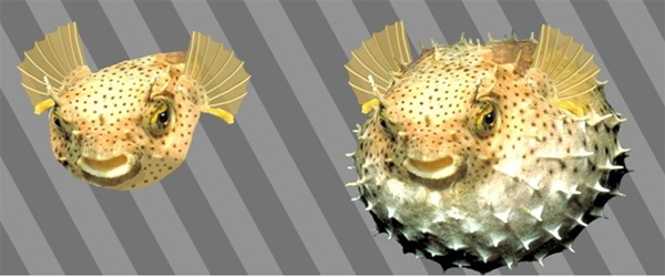 PUFFER FISH