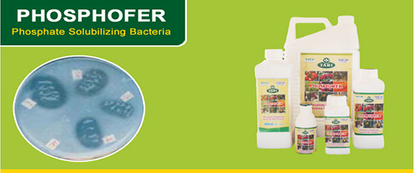 Phosphorus Solubilising Bacteria PSB
