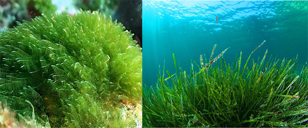 Spirulina- A Super Algal Food