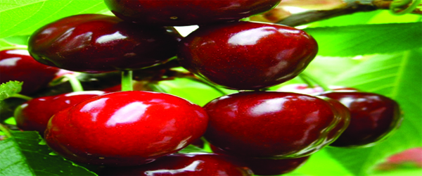 Cherry