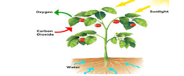 Mechanism of Oxidative Stress Tolerance in Plants
