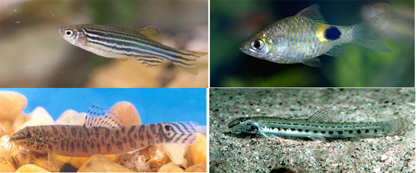 Ornamental Fish Diversity From The Streams Of Doon Valley|UCBMSH.ORG