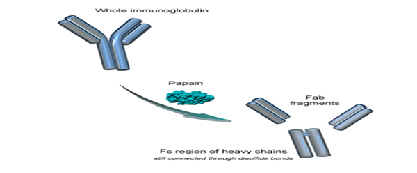 Proteolytic Enzyme Act As A Regulator And Modulator