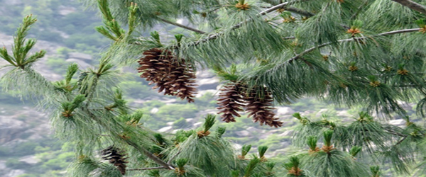 Chir Pine-Incredible Gift of Mother Nature
