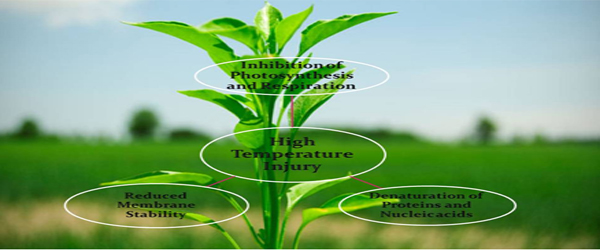High Temperature Stress in Plants