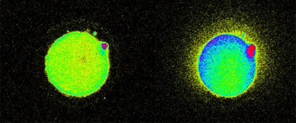 The Fertilization-Induced Zinc Spark Is A Novel Biomarker Of Mouse Embryo Quality And Early Development