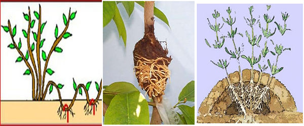 Vegetative Propagation Through Layering