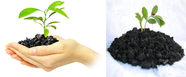 Biochar and Soil