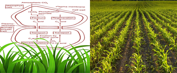 Ecological Significance of C4 in Plants
