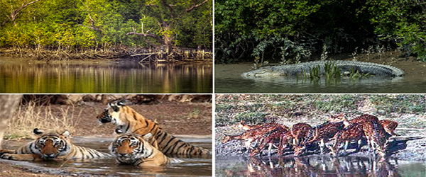 Faunal diversity of Sunderban Delta
