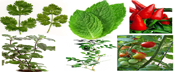 BENEFITS OF KITCHEN GARDEN