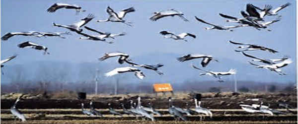 Migration in Birds