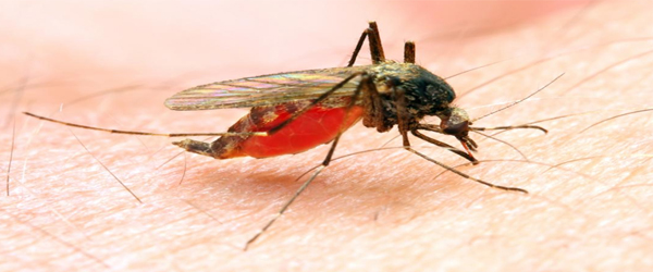 Mosquito spreading Zika virus