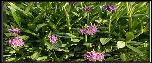 Nardostachys jatamansi-A Potential Medicinal Herb of Himalayas