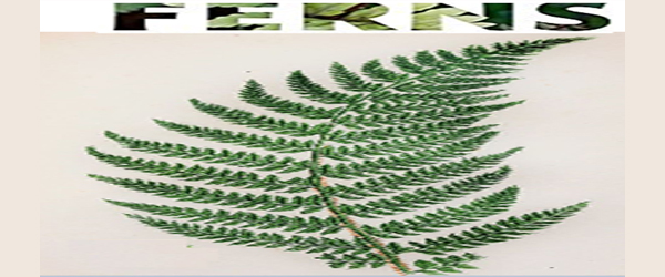 Ornamental Ferns