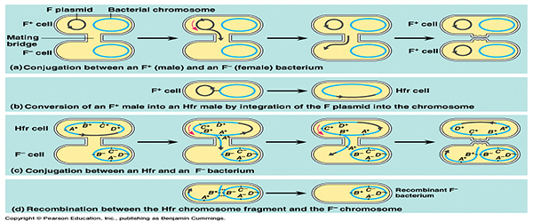 Bacterial Conjugation