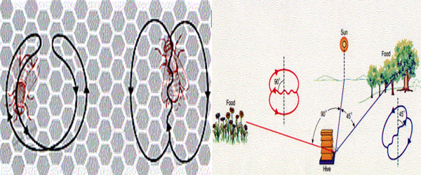 Communication in bees by waggle dance
