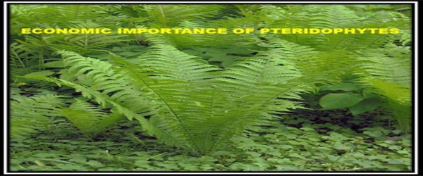 Economic Importance of Pteridophytes