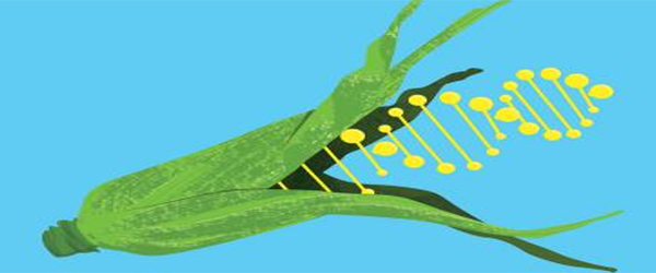 Genetically Engineered Food