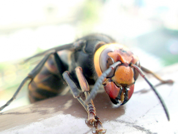 Giant Japanese Hornet